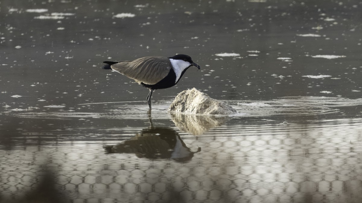 Spur-winged Lapwing - ML620979042