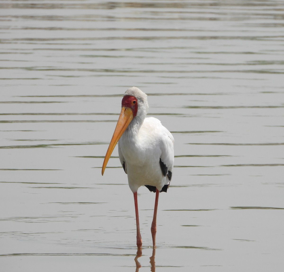 Yellow-billed Stork - ML620979064