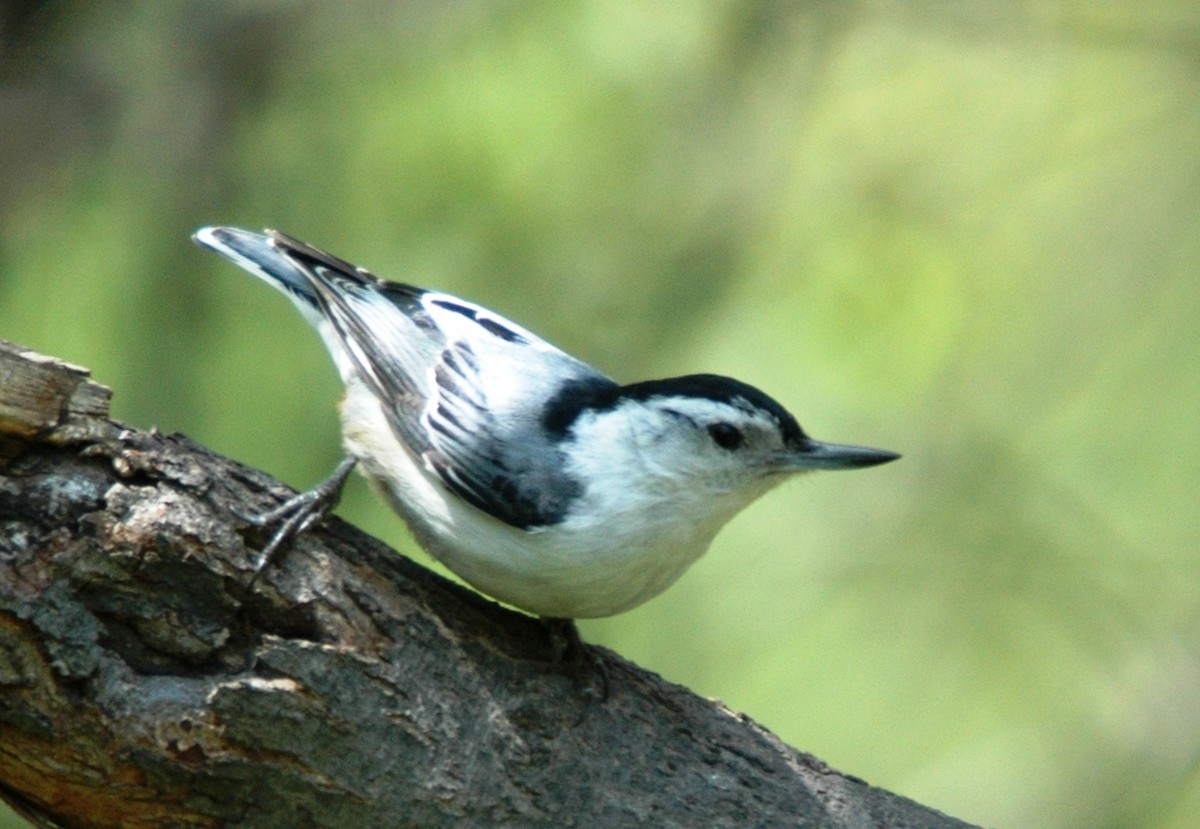 White-breasted Nuthatch - ML620979068