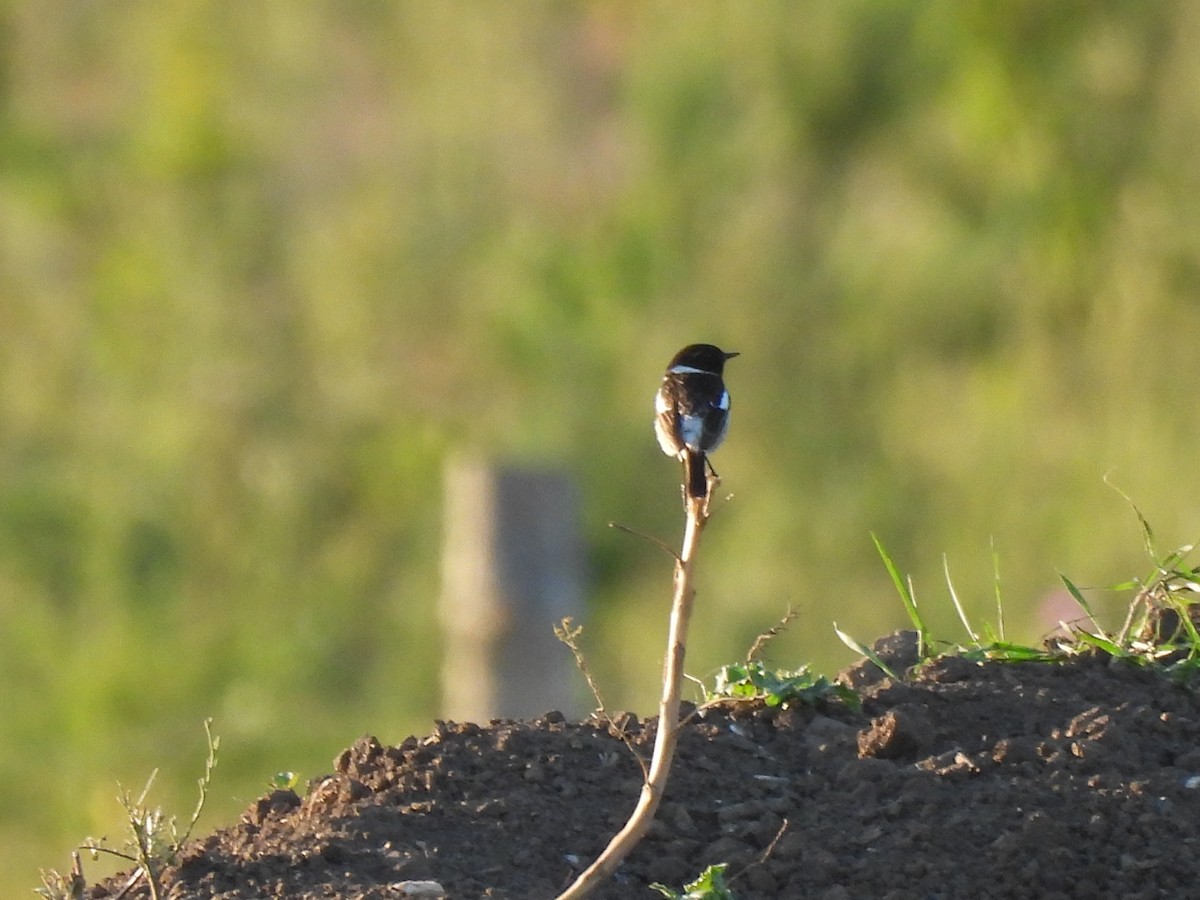 European Stonechat - ML620979088