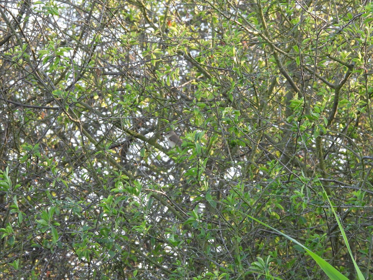 Garden Warbler - Chandrika Khirani