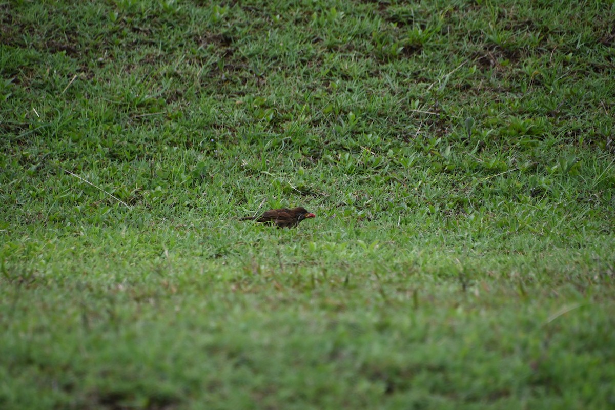 Eurasian Tree Sparrow - ML620979122