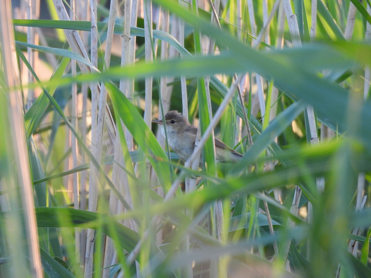 Common Reed Warbler - ML620979139