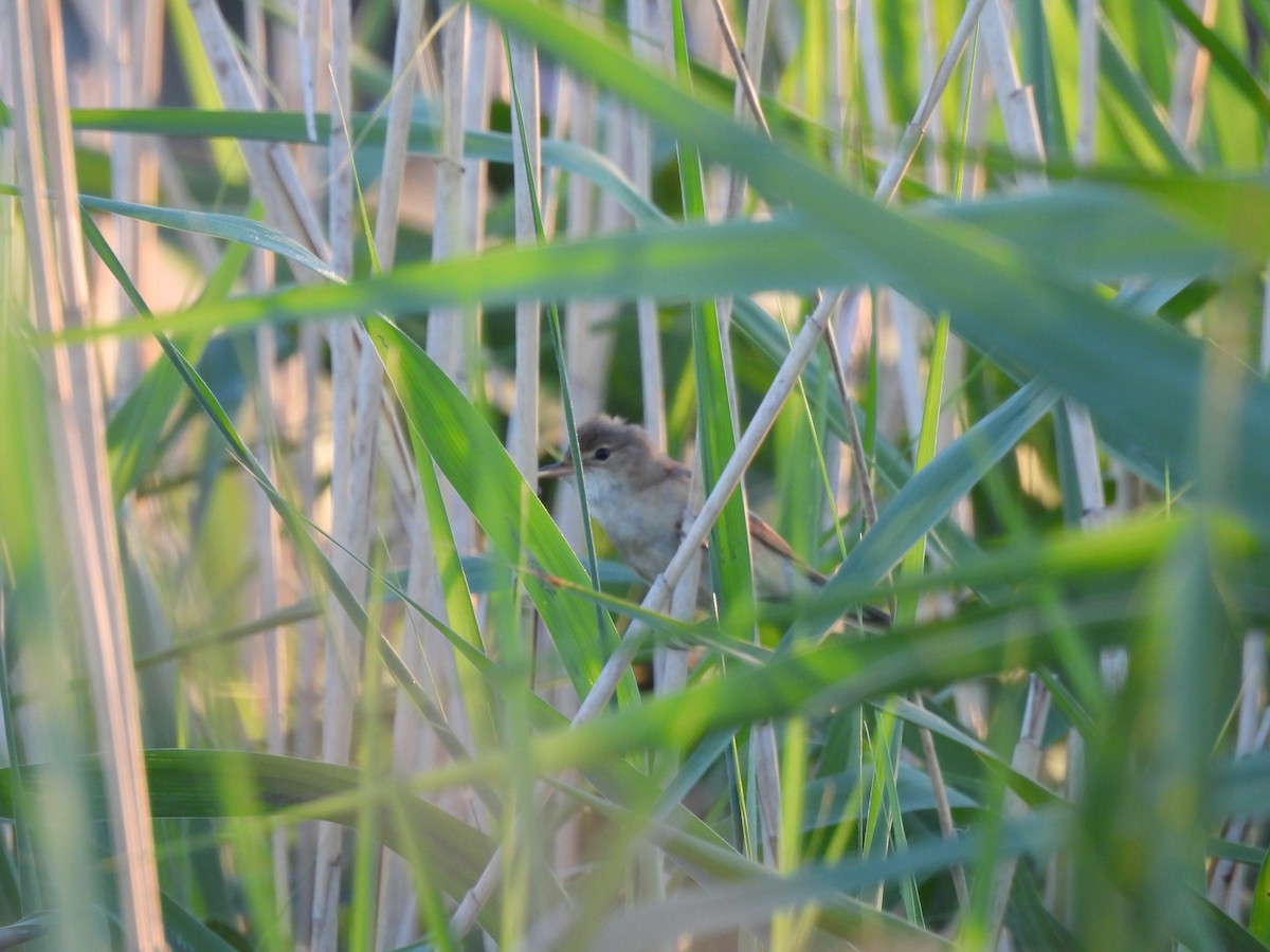 Common Reed Warbler - ML620979140