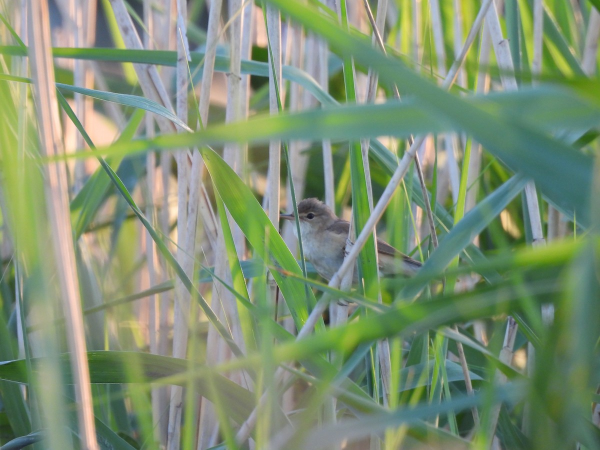 Common Reed Warbler - ML620979141