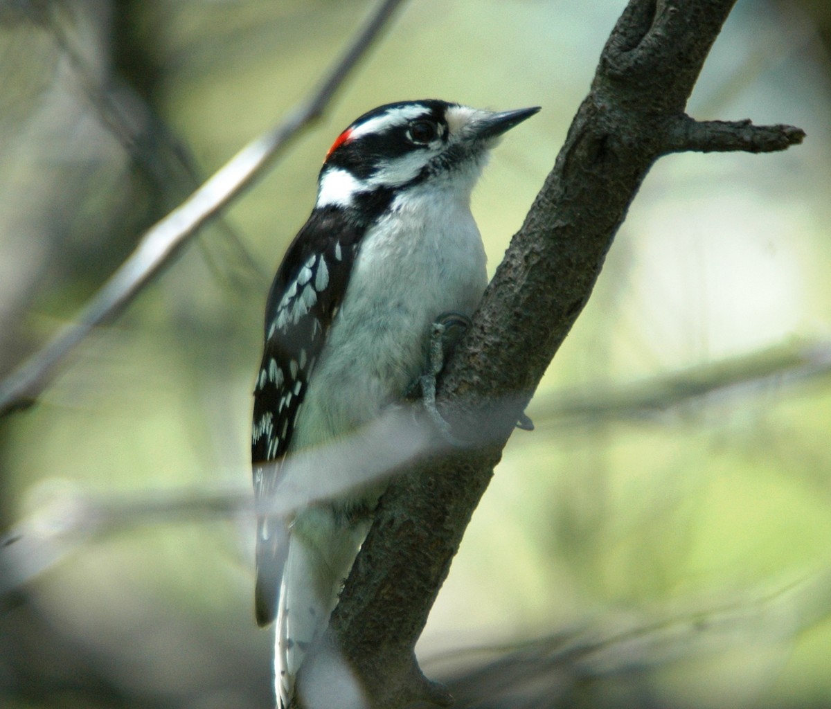 Downy Woodpecker - ML620979159