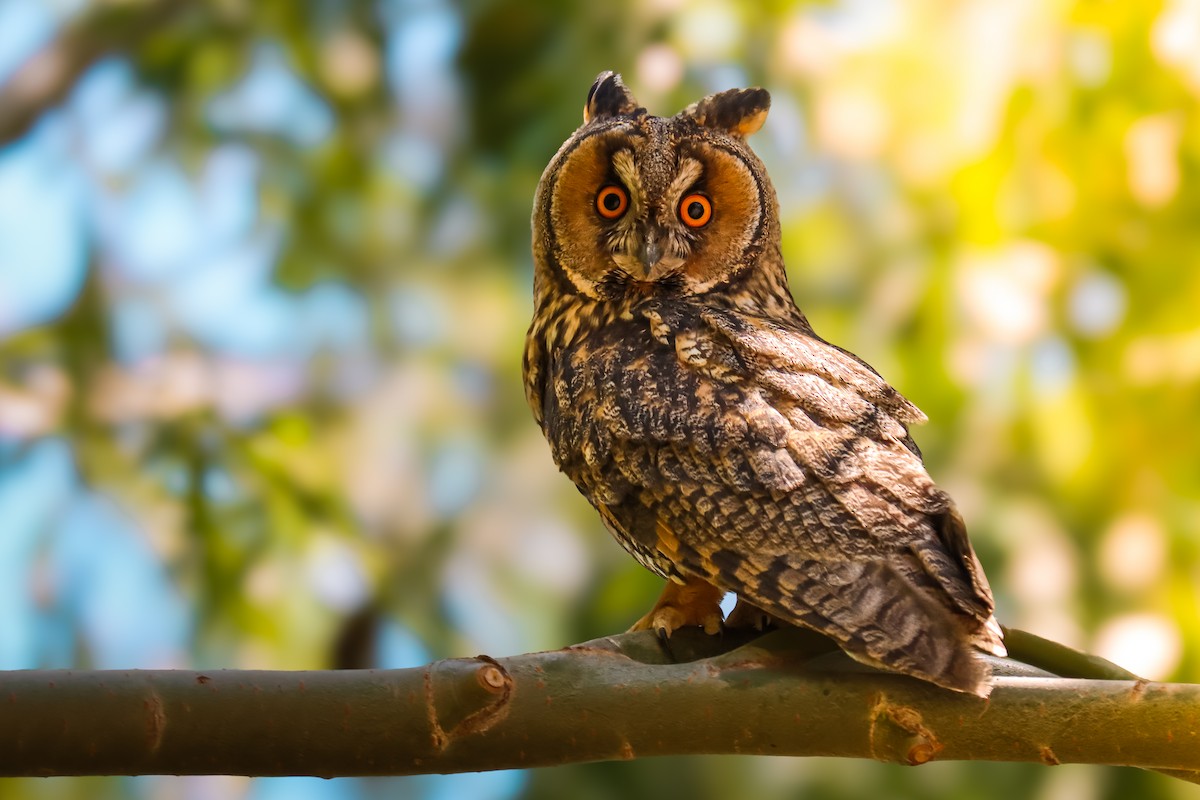 Long-eared Owl - ML620979162