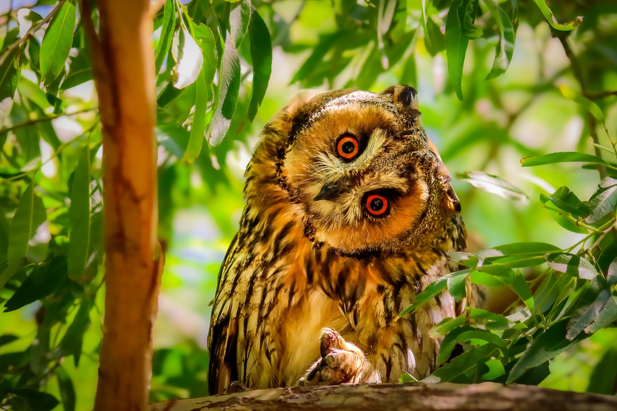 Long-eared Owl - ML620979163