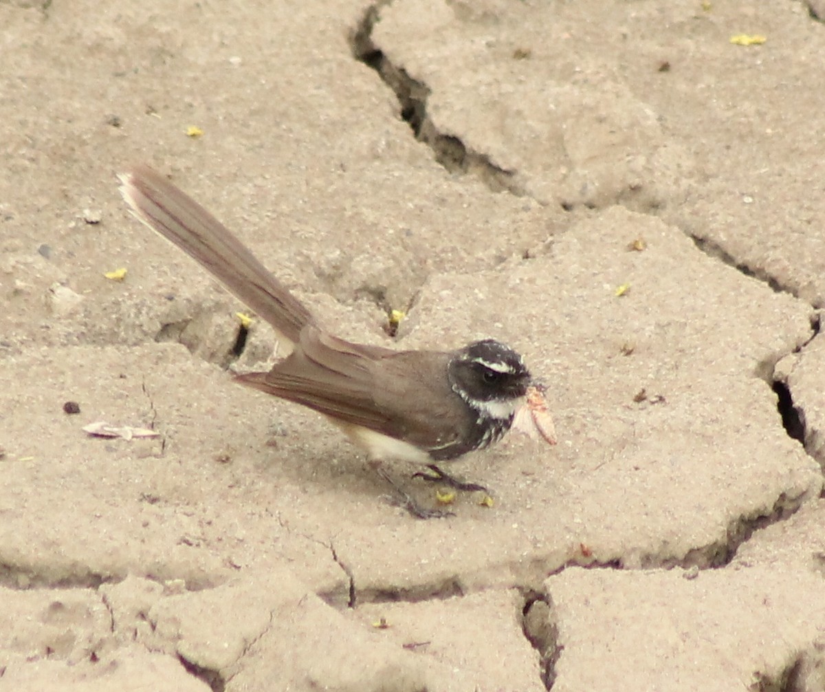 Spot-breasted Fantail - ML620979166
