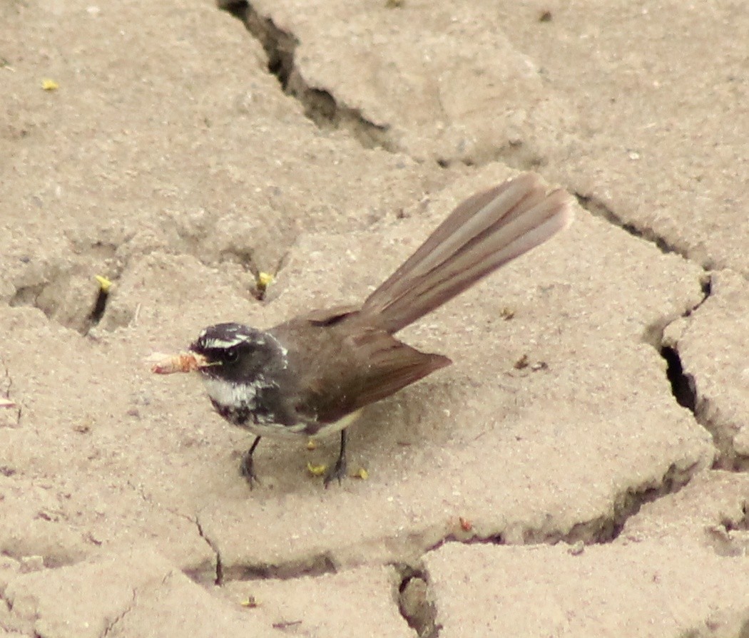 Spot-breasted Fantail - ML620979171