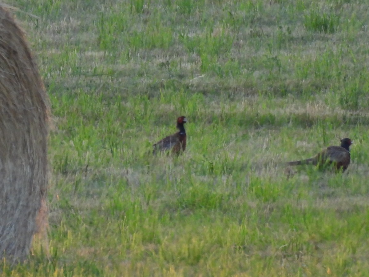 Ring-necked Pheasant - ML620979173