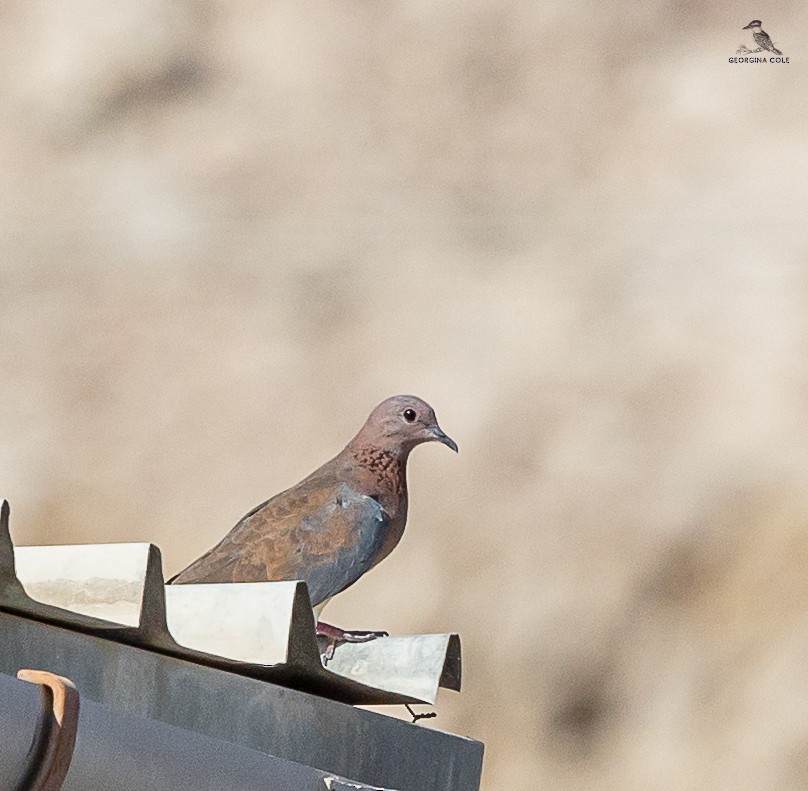 Laughing Dove - ML620979181