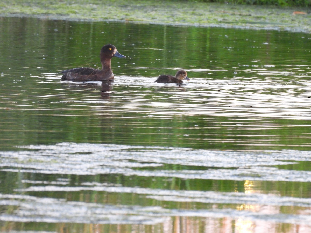 Tufted Duck - ML620979182