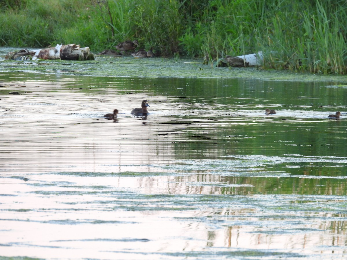 Tufted Duck - ML620979184