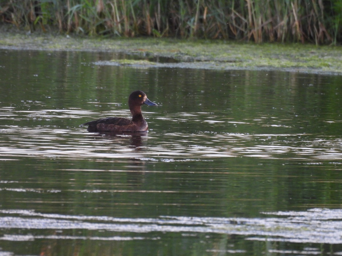 Tufted Duck - ML620979185