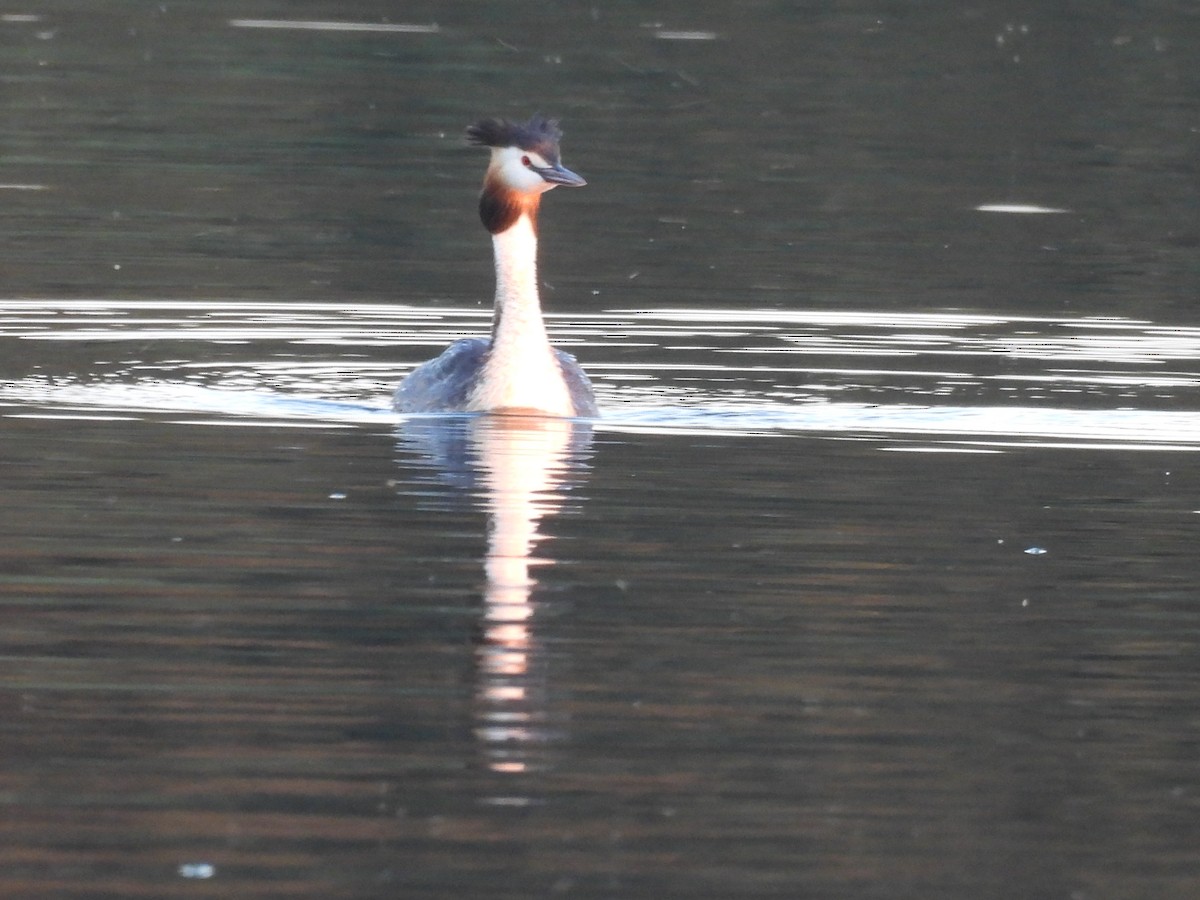 Great Crested Grebe - ML620979209
