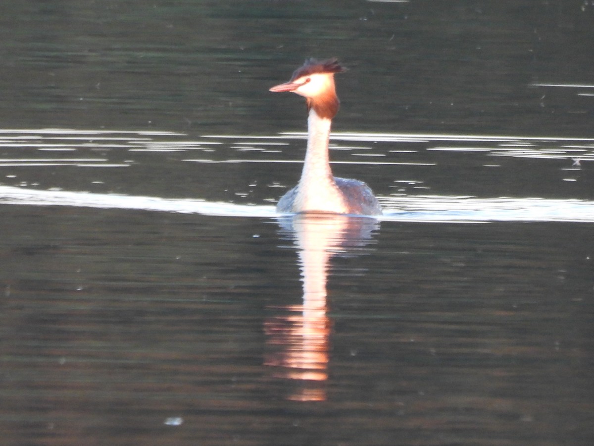 Great Crested Grebe - ML620979210