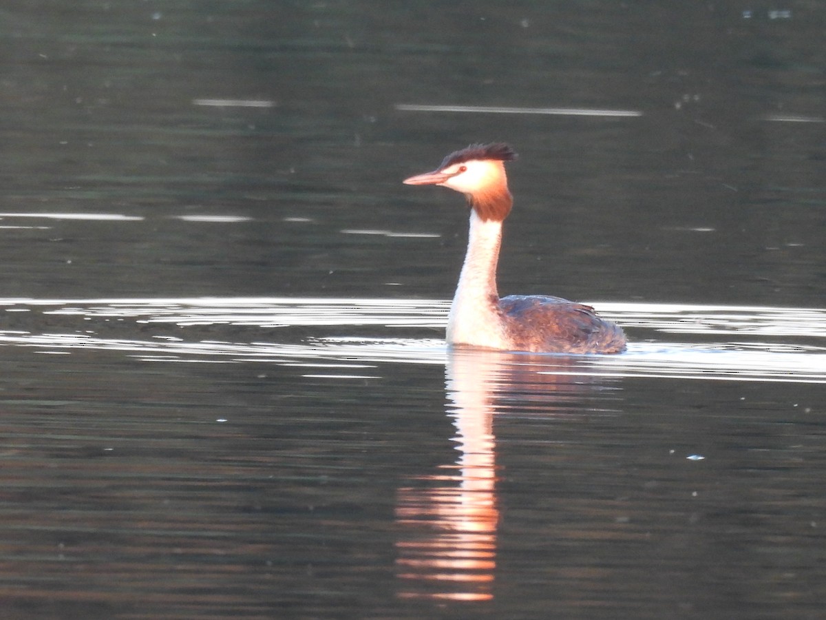 Great Crested Grebe - ML620979211