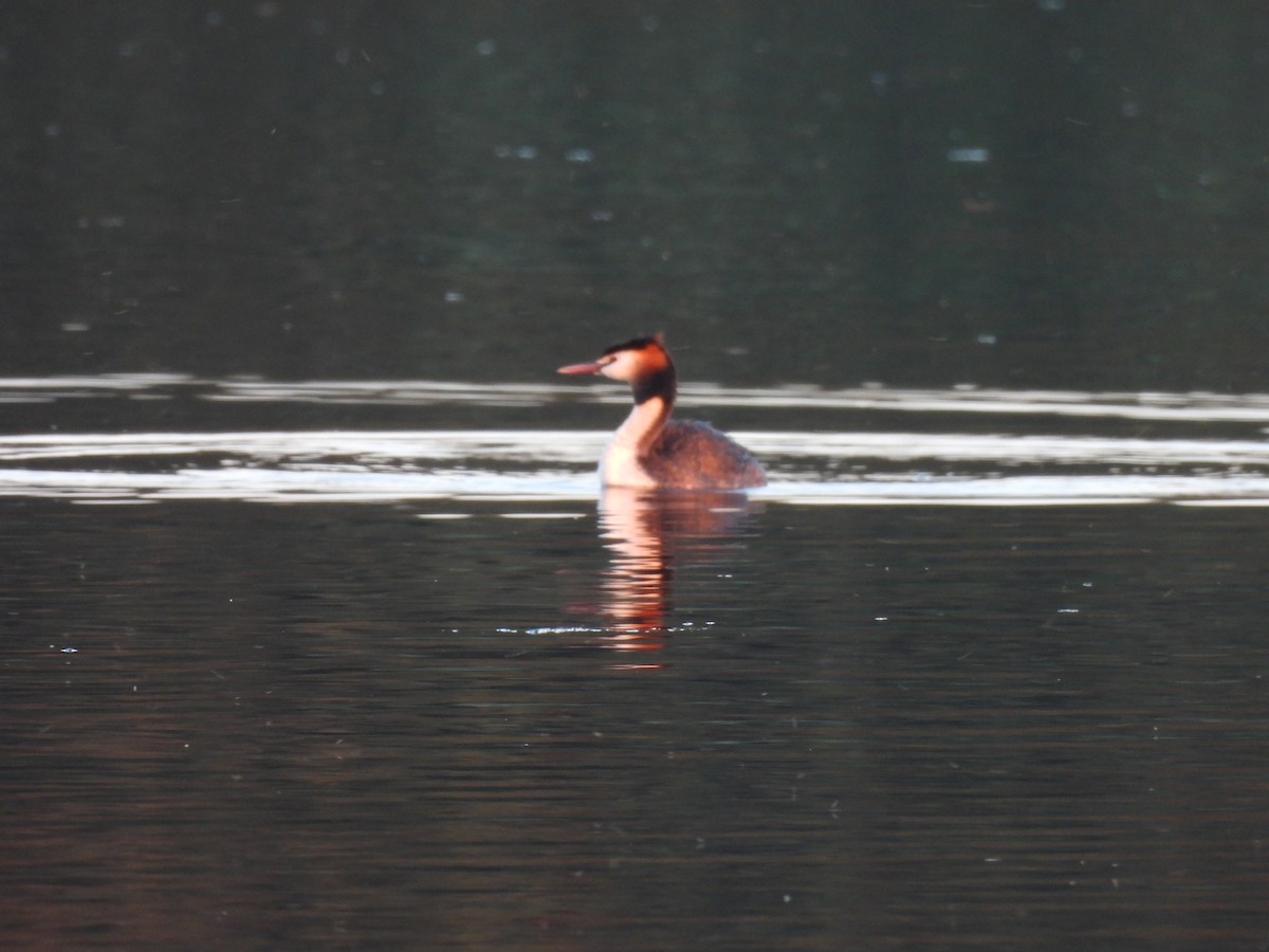 Great Crested Grebe - ML620979212