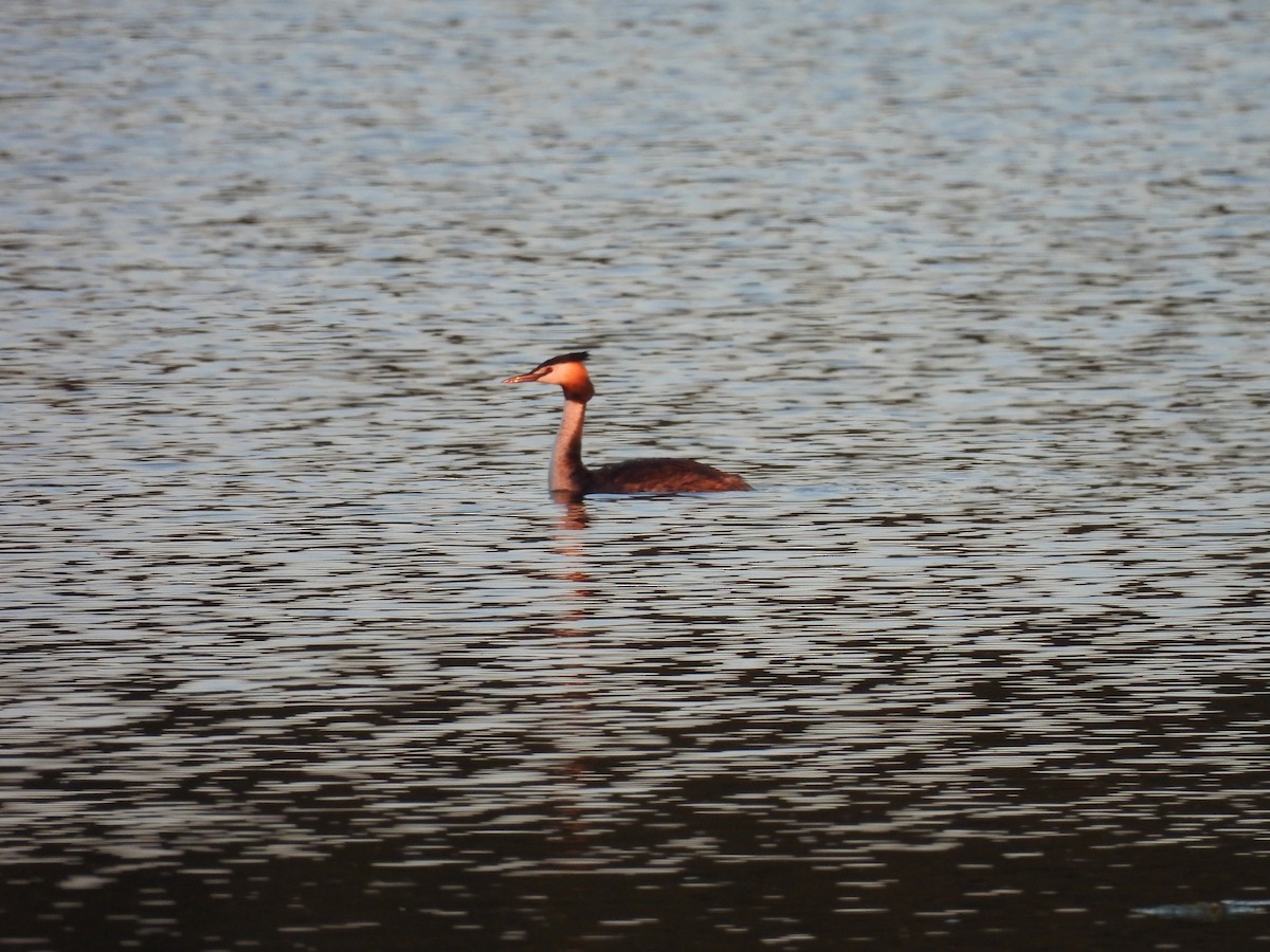 Great Crested Grebe - ML620979214