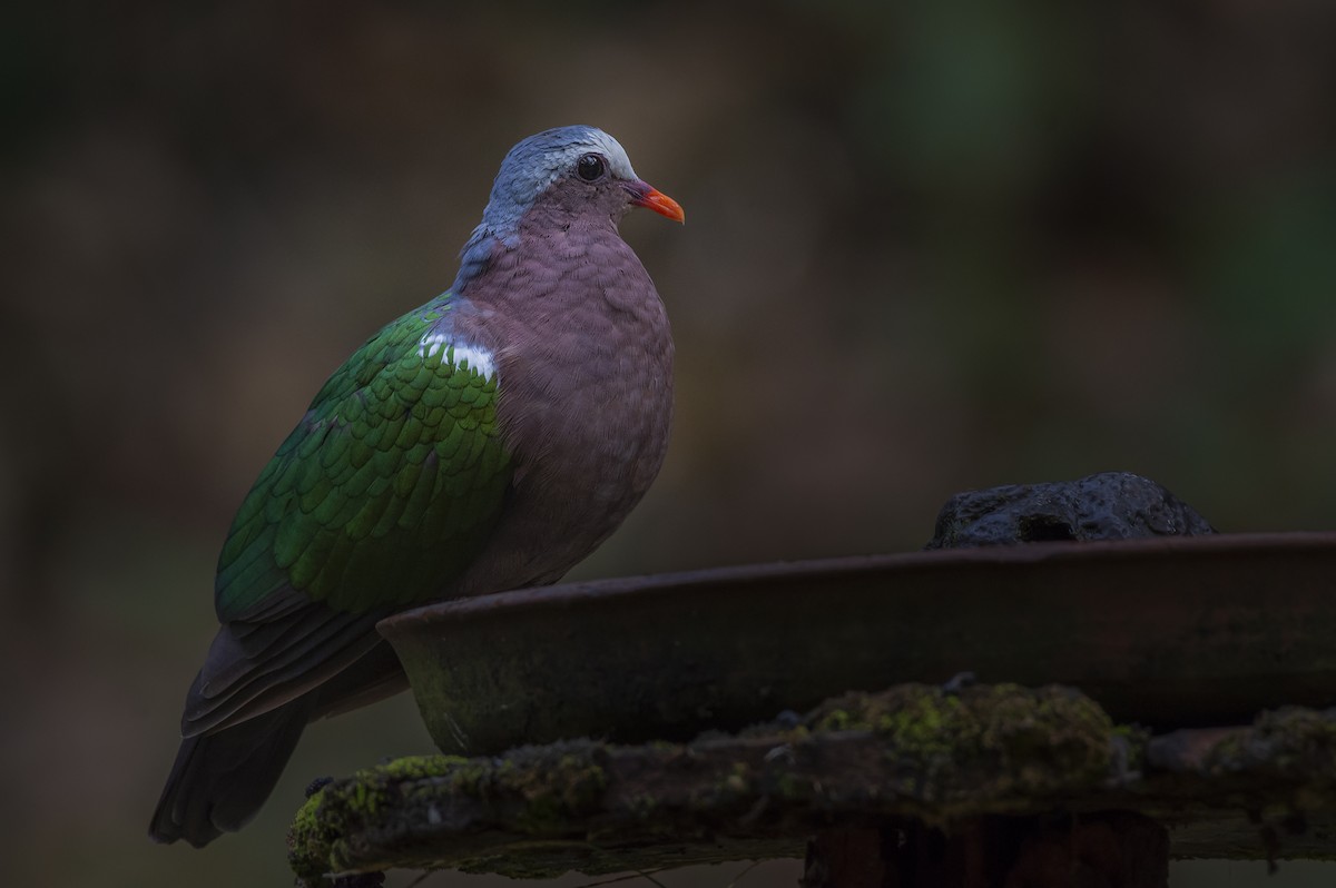 holub zelenokřídlý - ML620979221