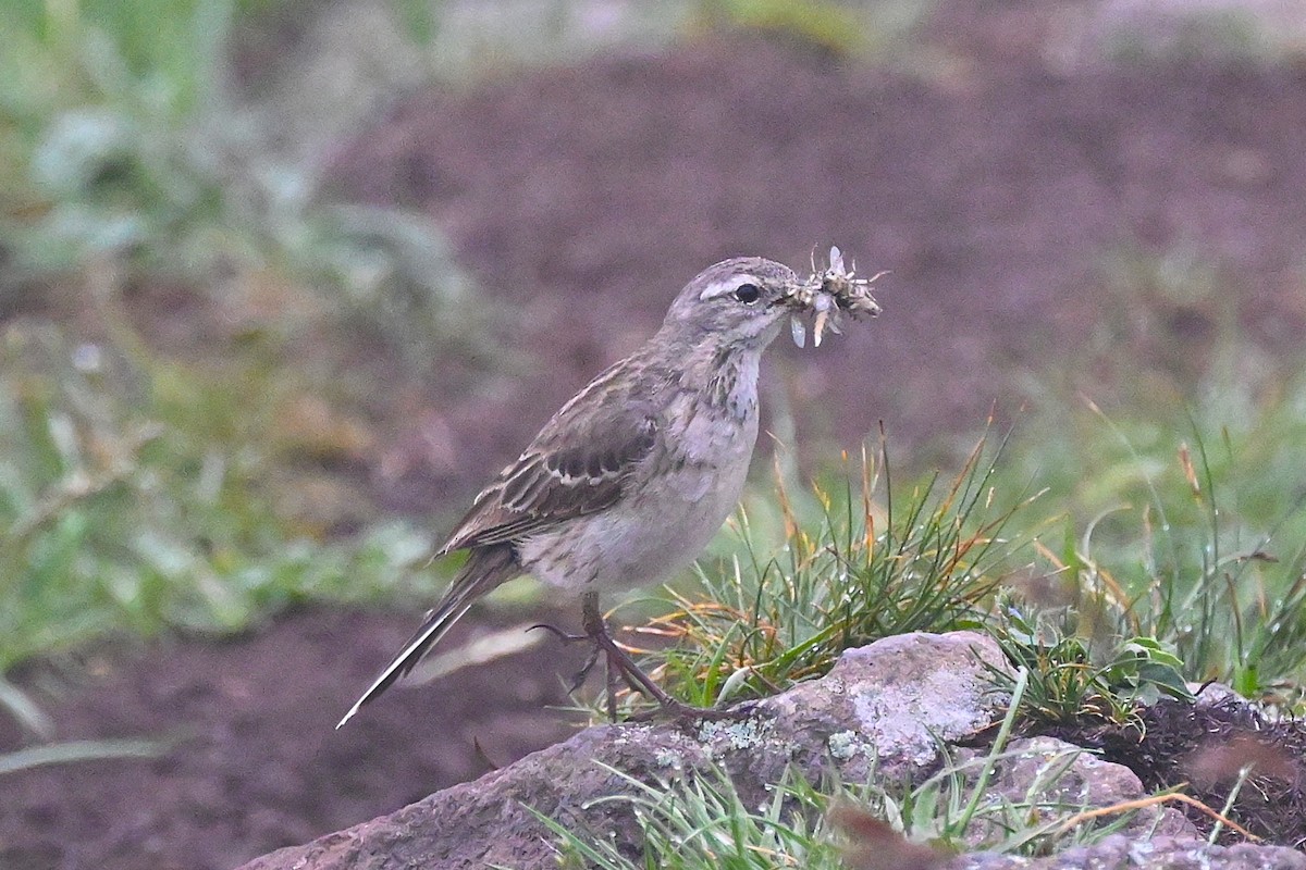 Water Pipit - ML620979246