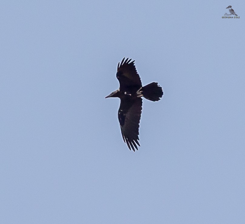 Brown-necked Raven - ML620979249