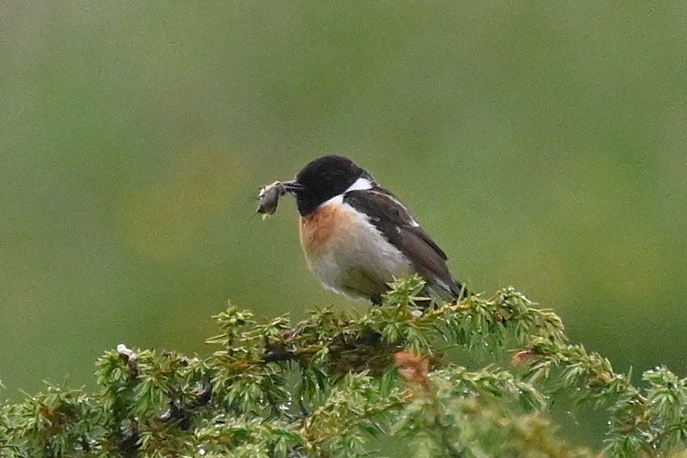 European Stonechat - ML620979258