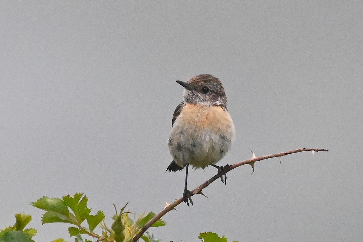 European Stonechat - ML620979259