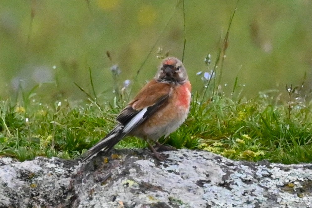 Eurasian Linnet - ML620979266