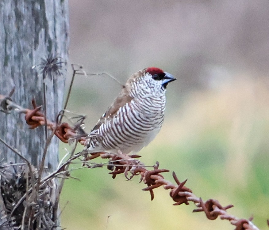 Plum-headed Finch - ML620979280