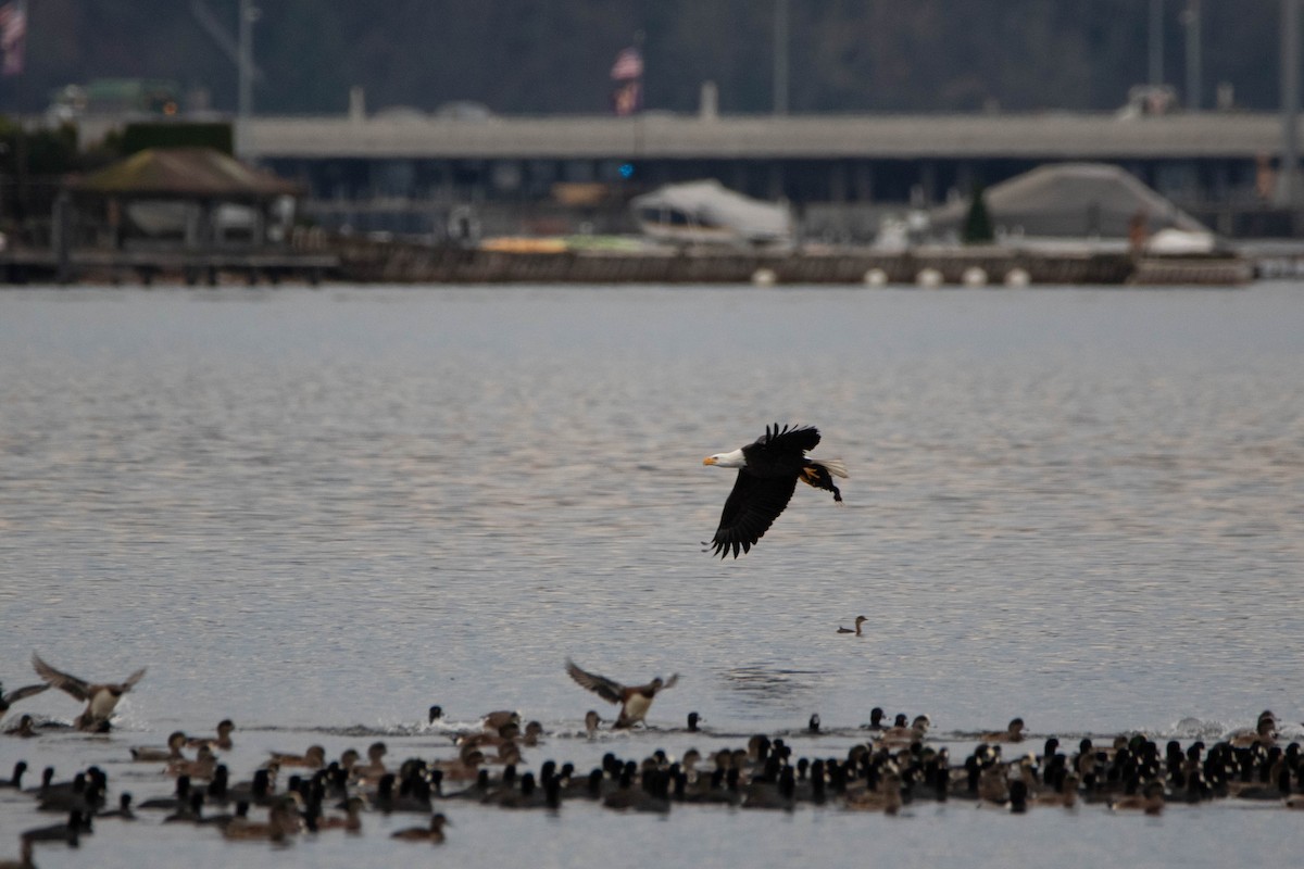 Bald Eagle - ML620979281