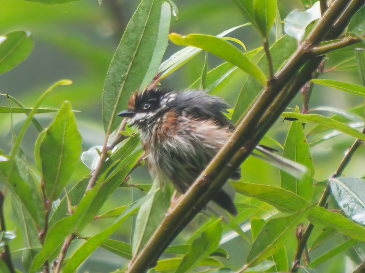 Black-throated Tit - ML620979282