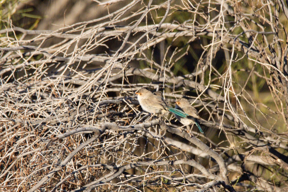 Splendid Fairywren - ML620979297