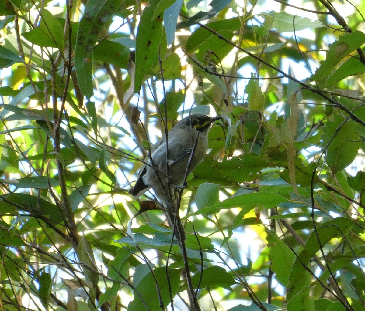 Yellow-faced Honeyeater - ML620979307