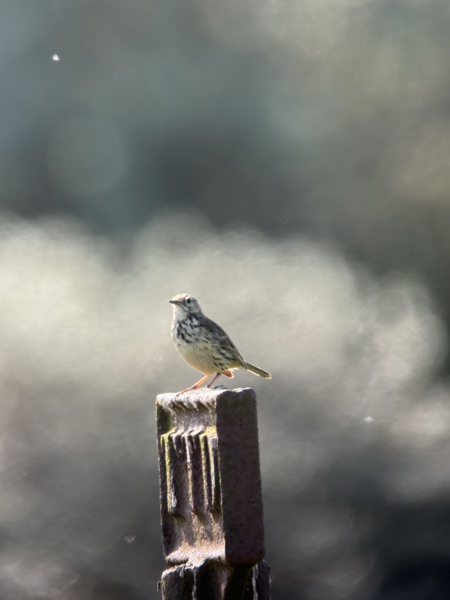 Meadow Pipit - ML620979317