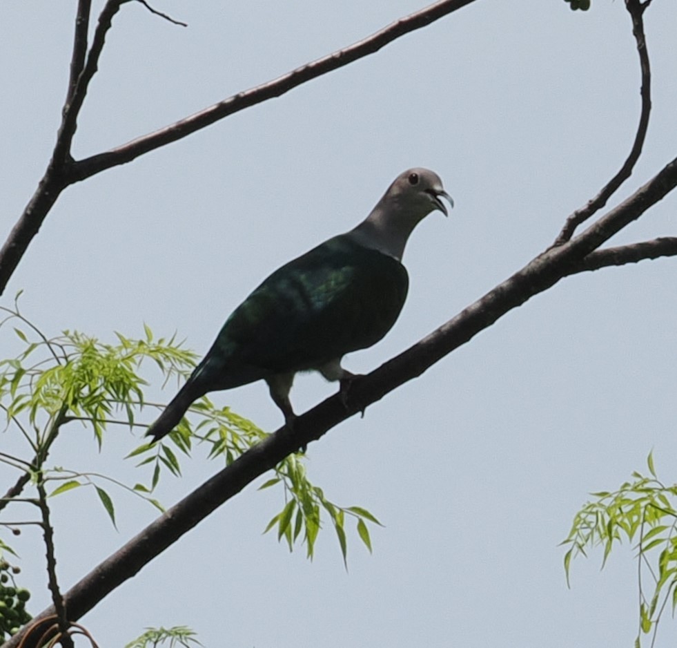 Green Imperial-Pigeon - ML620979335