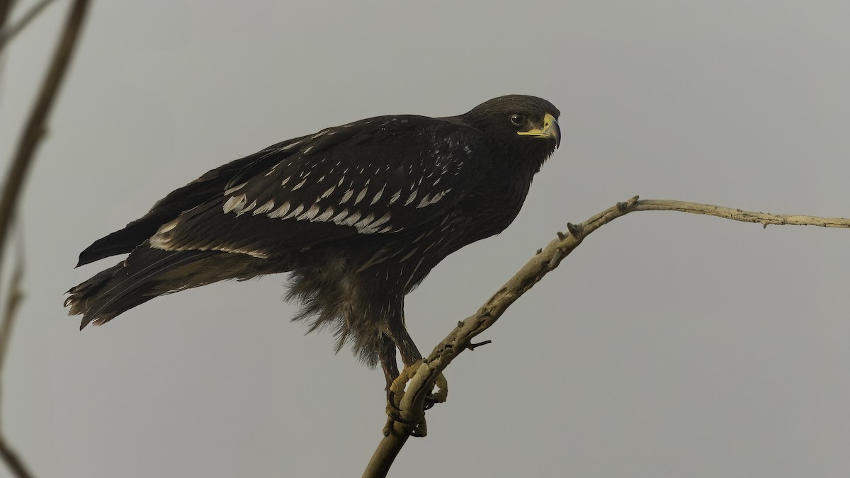Greater Spotted Eagle - ML620979338