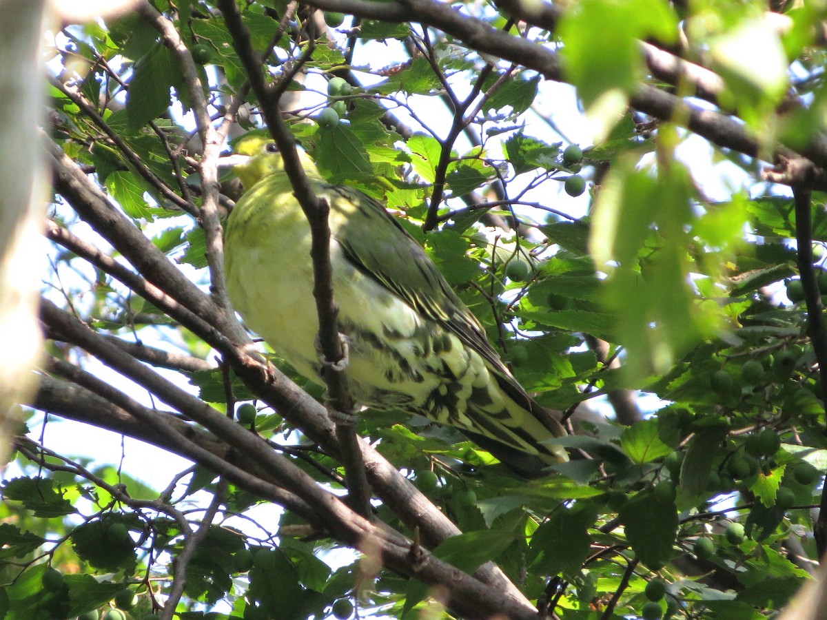 White-bellied Green-Pigeon - ML620979342