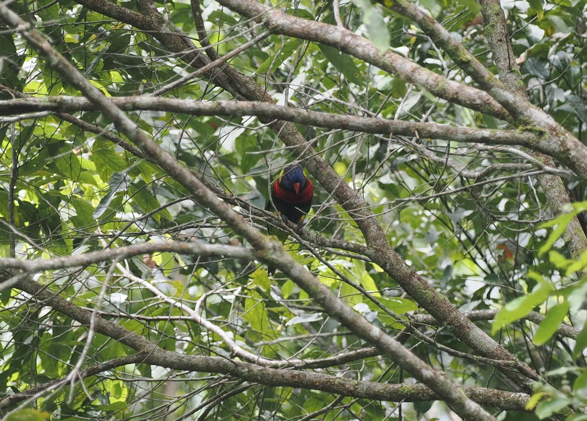 新幾內亞彩虹吸蜜鸚鵡 - ML620979346