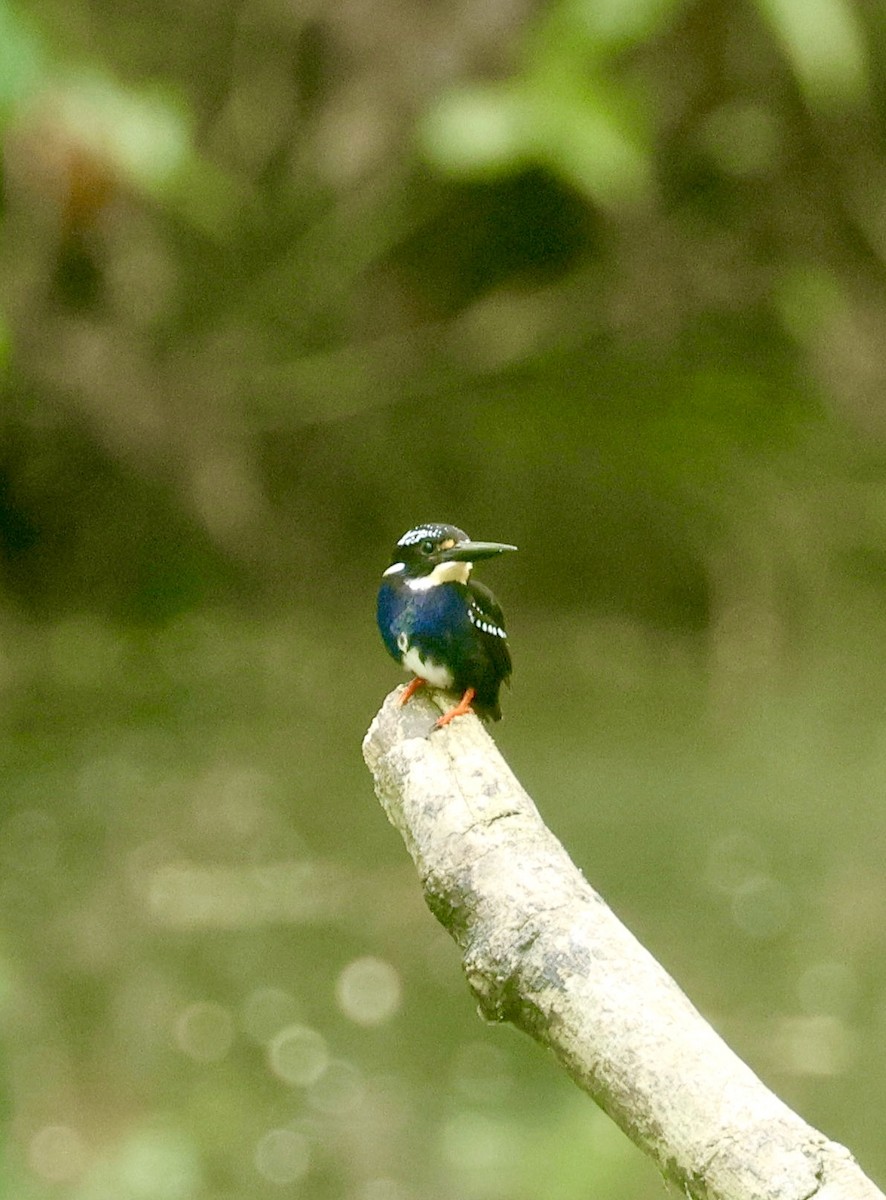 Northern Silvery-Kingfisher - Mads Bajarias