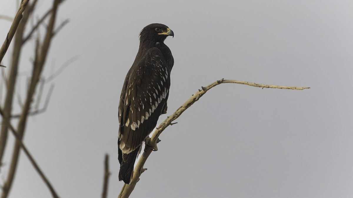 Greater Spotted Eagle - ML620979368