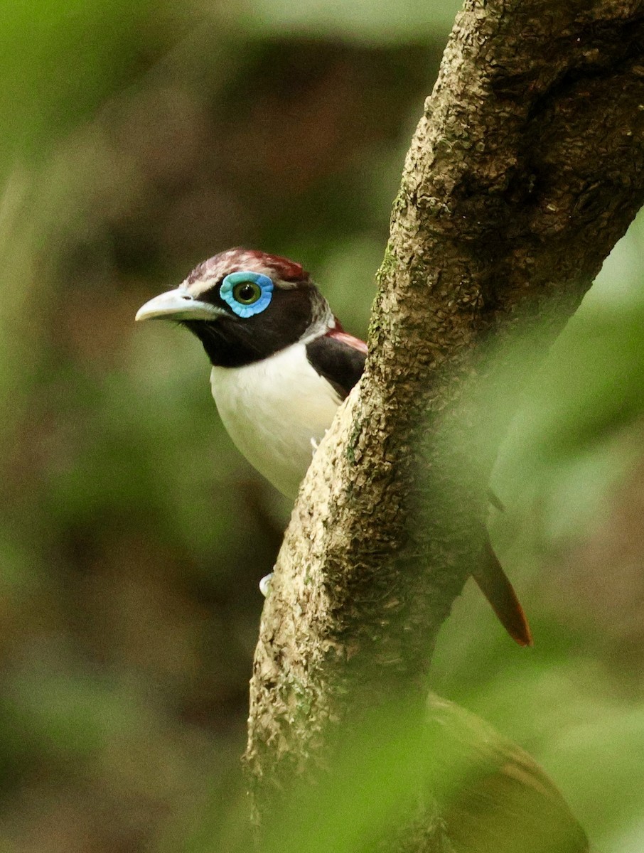 Visayan Broadbill - ML620979395