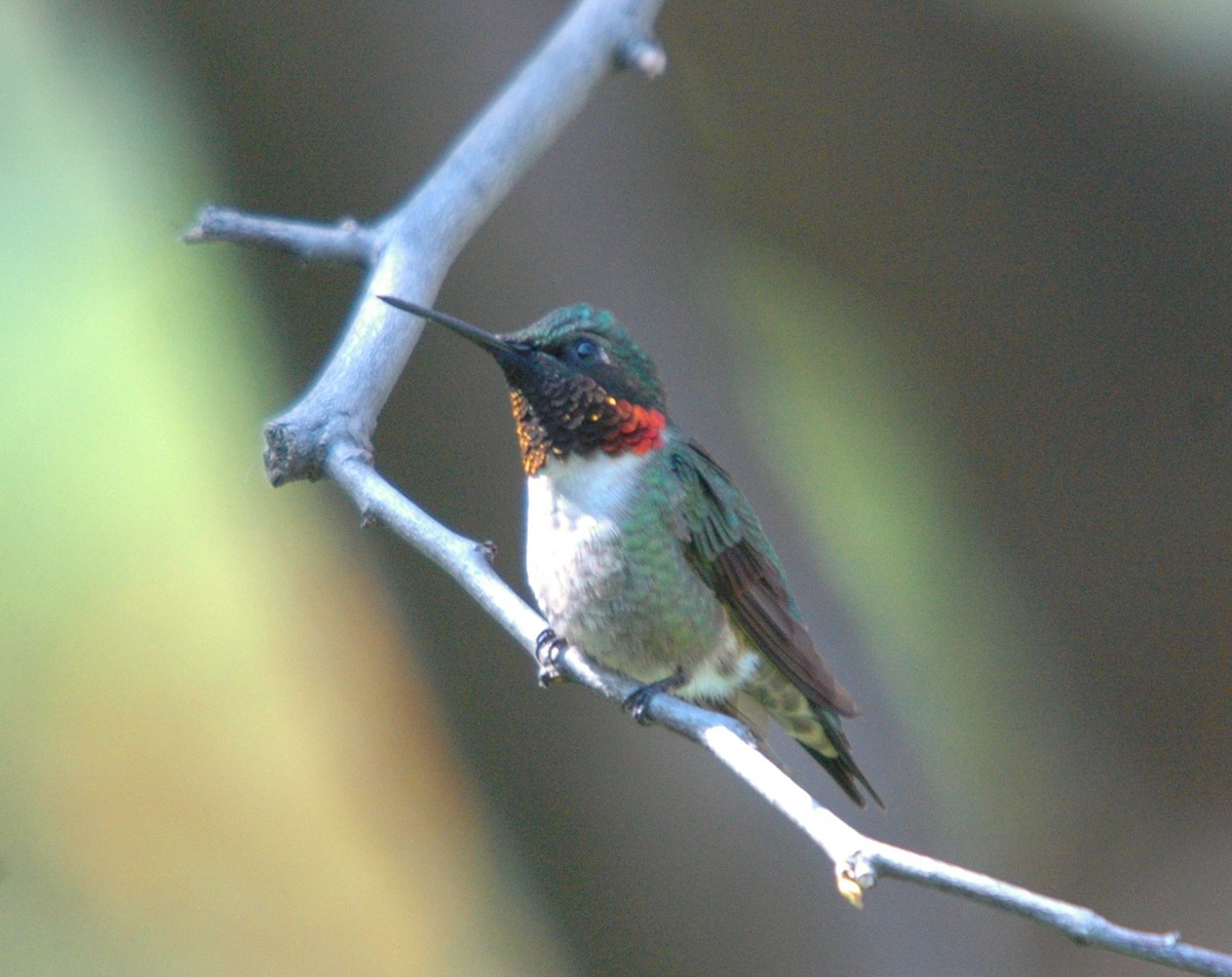 Ruby-throated Hummingbird - ML620979398