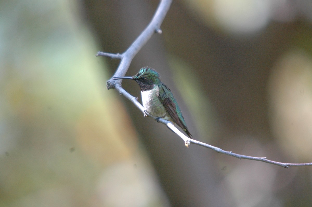 Ruby-throated Hummingbird - ML620979399