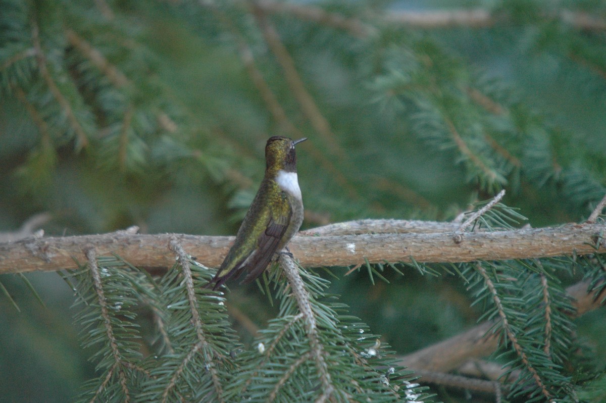 Ruby-throated Hummingbird - ML620979400