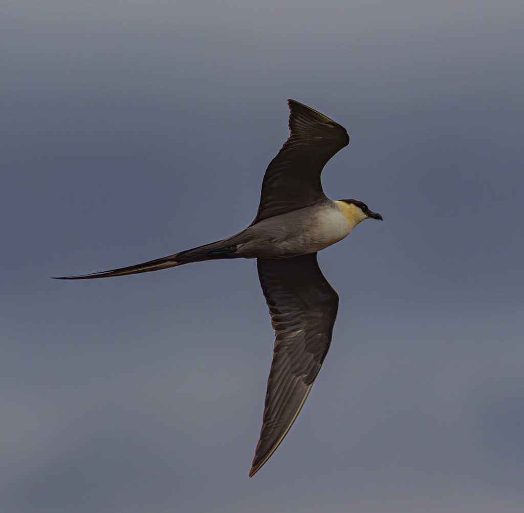 Long-tailed Jaeger - ML620979419