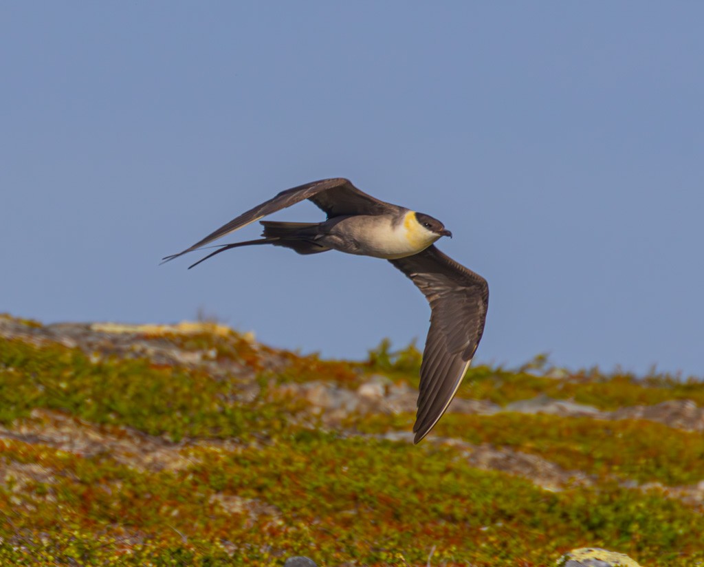 Long-tailed Jaeger - ML620979421