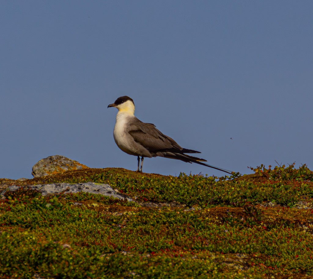 Long-tailed Jaeger - ML620979422
