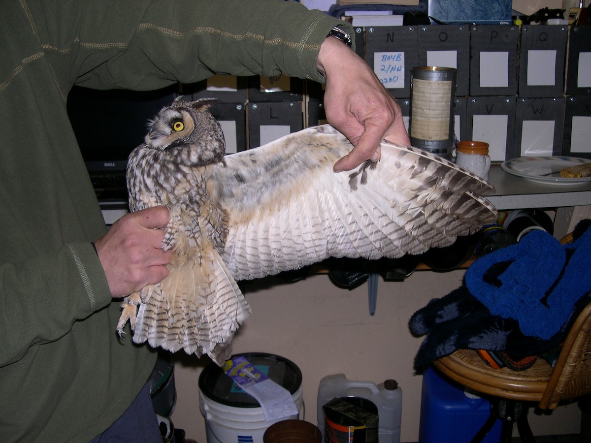 Long-eared Owl - ML620979429